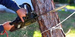 Best Tree Preservation Services  in East Palo Alto, CA